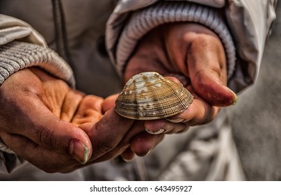 A seashell