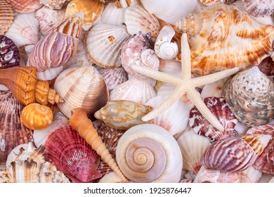 385,625 Seashell on background Images, Stock Photos & Vectors