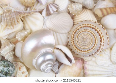 Seashell background, lots of different seashells piled together 