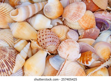 Seashell background, lots of different seashells piled together