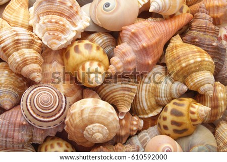 Seashell background, lots of sea snails mixed