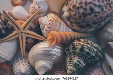 Seashell background. Many different seashells piled together. Macro shot of beautiful seashells texture and background. 

