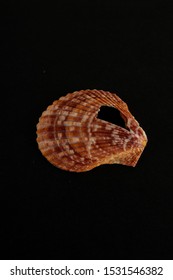 Seashell background texture , Beautiful digital image