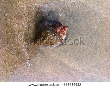 Seashell with the barnacle on the shell from Eastern Thailand sea
We can see how life living rely on each other.
(photography by iPhone6S, IOS 10)