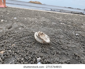 Seashell at the beach with sandbeach