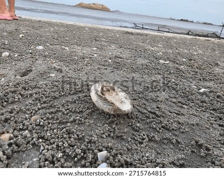 Seashell at the beach with sandbeach