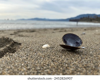 seashell, beach sunset, beach sand, shell, pearl snail, mollusc - Powered by Shutterstock