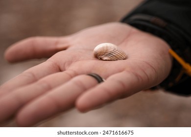 Seashell being held in the palm of a hand, small white sea shell, clam shell