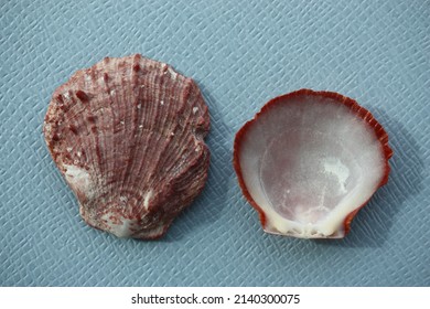 Seashell of bivalve mollusc American thorny oyster or Atlantic thorny oyster (Spondylus americanus) on a blue background. Place of find: Atlantic Ocean, Cuba, Varadero