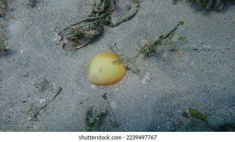 Seashell of bivalve mollusc egg cockle (Laevicardium serratum) undersea, Atlantic Ocean, Cuba, Varadero
 - Shutterstock ID 2239497767