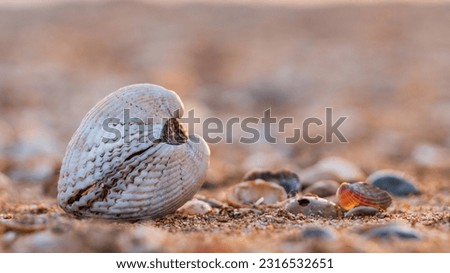 Seashell close-up on a sandy beach. One double-leaf shell on the beach by the sea