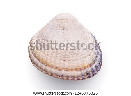 Seashell Cockle shell.  Highly detailed macro, focus stacked shot of cockleshell on white background. Constructed from 11 different photographs. 
Family: cardiidae
