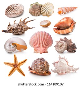Seashell collection isolated on the white background