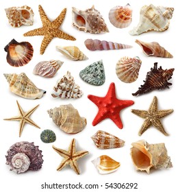 Seashell collection isolated on white background - Shutterstock ID 54306292