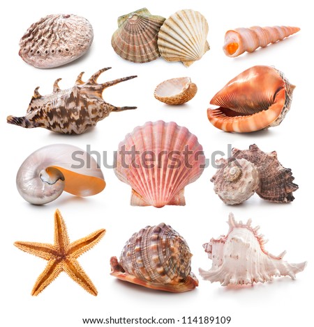 Seashell collection isolated on the white background