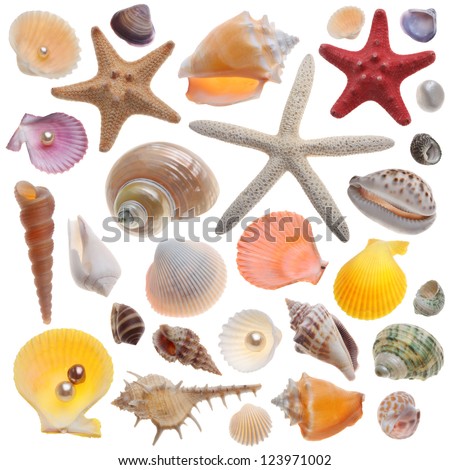 Seashell collection isolated on the white