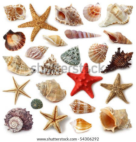 Seashell collection isolated on white background