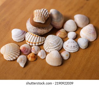 Seashell Collection Summer Sand Sun