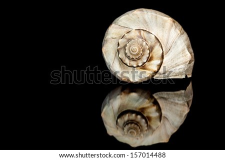 seashell conch reflection travel beach tropical island trip on black background reflection spiral nautical shellfish food summer spring texture clam vacation planing a trip getaway ocean beach natural