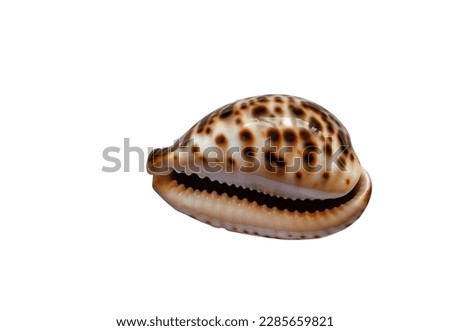 Seashell Cypraea tigris isolated on white background. Tiger cowrie natural spotted tropical empty sea shell cut out icon. Exotic marine cowry gastropod cutout element for design. Summer vacations gift