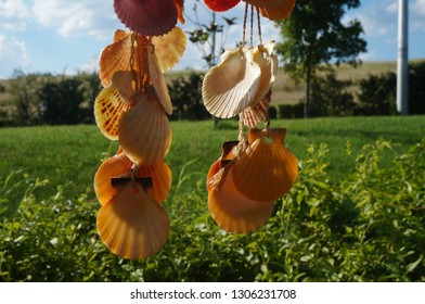 seashell as a decoration