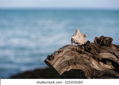 seashell driftwood beach