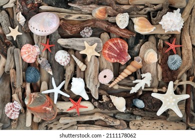 Seashell driftwood natural abstract art design background with large collection of wooden pieces and sea shells. Nature sculpture composition. Flat lay top view. - Powered by Shutterstock