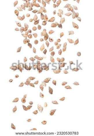 Seashell fall splashing in air. sea shell explosion flying, abstract cloud fly. Many Small pink Seashell scatter in many group. White background isolated high speed shutter freeze motion