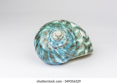 Seashell Fibonacci Pattern Nautilus Shell Stock Photo 349356329 ...