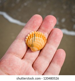 Seashell in a hand
