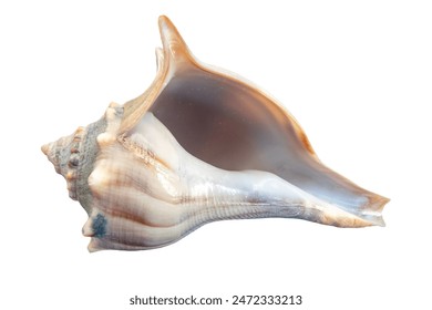 seashell, isolated image on transparent background