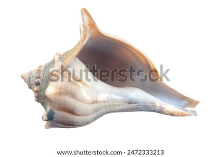 seashell, isolated image on transparent background