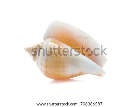 Seashell isolated on white