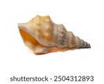 Seashell isolated on white background close up