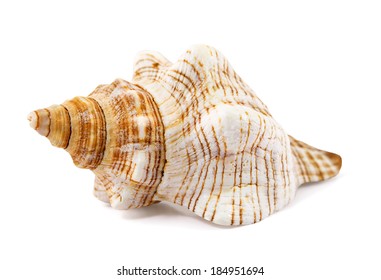 Seashell Isolated On A White Background