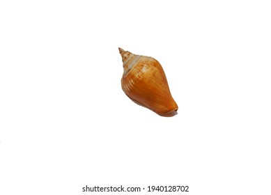 Seashell isolated on white background