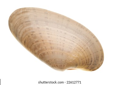 65 Sunray Venus Shell Images, Stock Photos & Vectors | Shutterstock