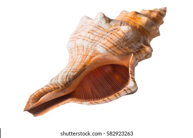 Seashell Isolated On White Background