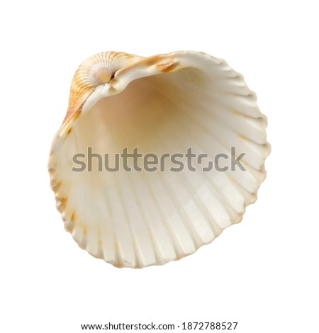 Seashell isolated on a white background without shadow. Item for scene creator.