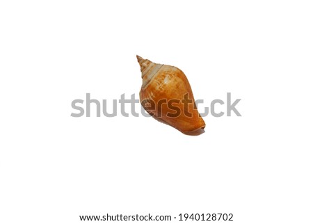 Seashell isolated on white background