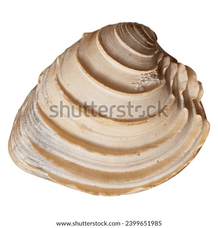 Seashell isolated on white background. Sea shells on the gulf shore. Channelled duck clams.