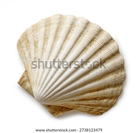 seashell isolated on white background, top view