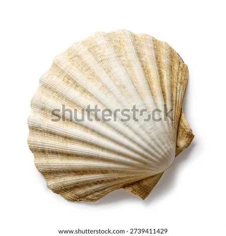 seashell isolated on white background, top view