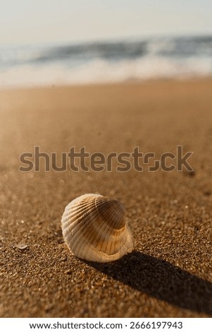 Seashell in light beige with concentric lines, casting a shadow on sandy beach. Gentle waves and blue ocean in the background create a peaceful, serene coastal scene, perfect for nature and relaxation