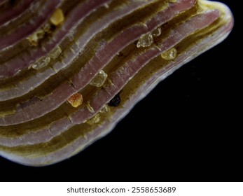 Seashell macro in studio with sand grains incrusted