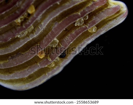 Seashell macro in studio with sand grains incrusted