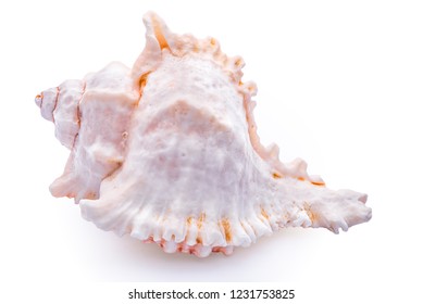 365 Underside shell Images, Stock Photos & Vectors | Shutterstock