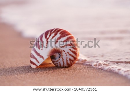 seashell nautilus on sea beach under sunset sun light, Canary island, Spain