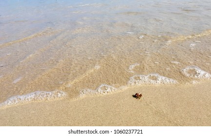 Seashell on the beach - Shutterstock ID 1060237721