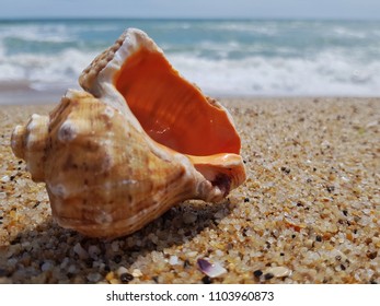 Seashell on the beach